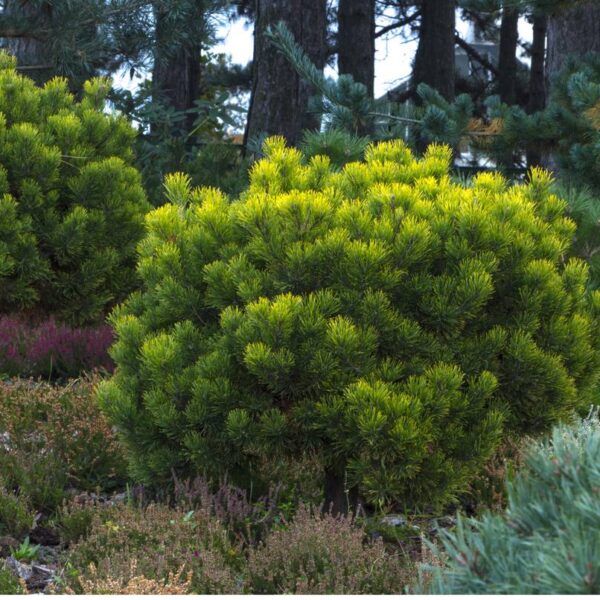 Pinus-mugo-Mughus-Vuorimanty-8