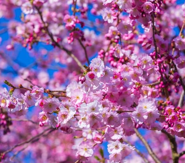 Prunus-Accolade-koristekirsikka-4