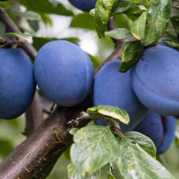 Prunus-domestica-Vaarin-siniluumu