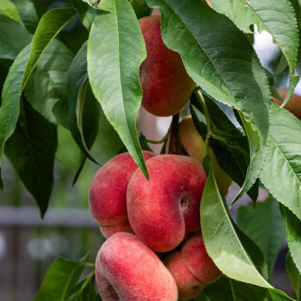 Prunus-persica-Saturn