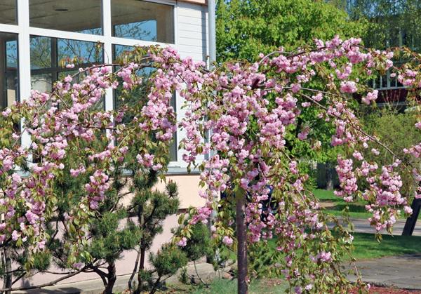 Prunus-ser-Kiku-Shidare-Zakura-japaninriippakirsikka-pikkukuva