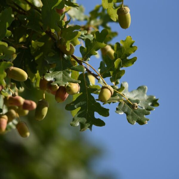 Quercus-robur-Metsatammi