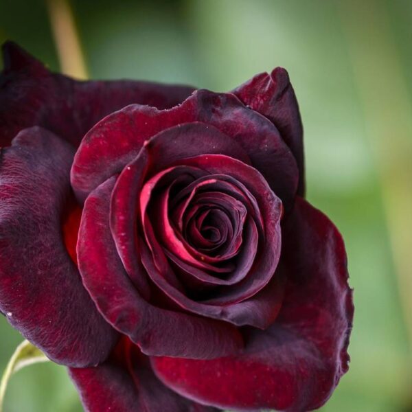 Ryhmaeruusu-Black-Baccara-2