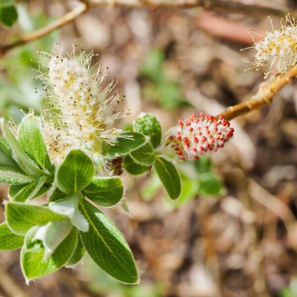 Salix-candida-Iceberg-Alley-Vanupaju