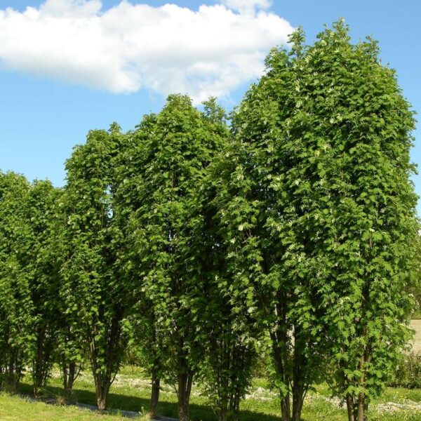 Sorbus-aucuparia-Fastigiata-pylvaspihlaja-2