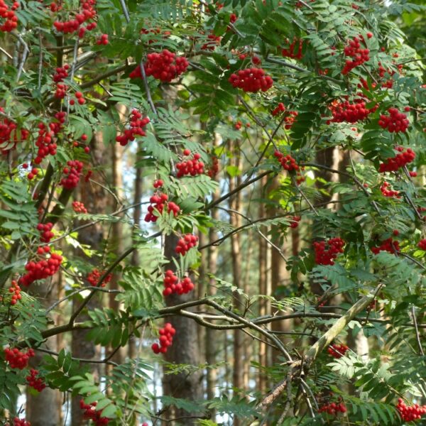 Sorbus-aucuparia-Kotipihlaja-4