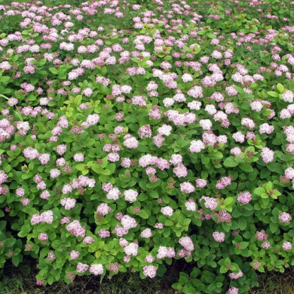 Spiraea-densiflora-rinneangervo-2