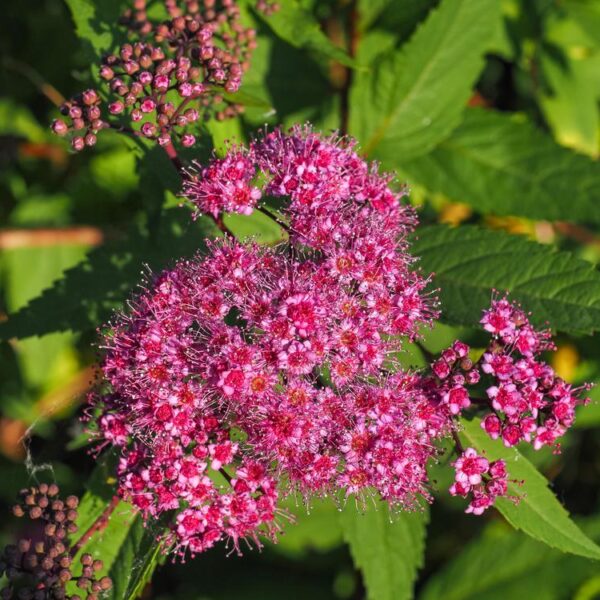 Spiraea-japonica-Froebelii-Ruusuangervo-7