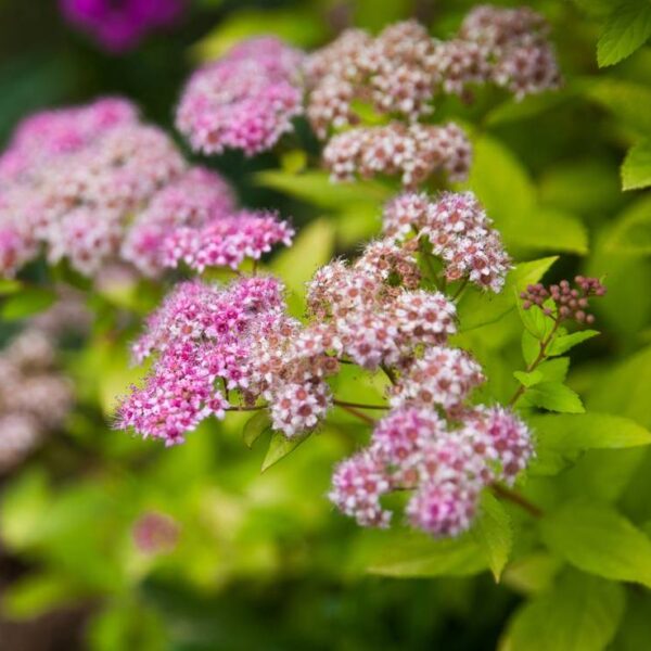 Spiraea-japonica-Golden-Princess-keltajapaninangervo-2