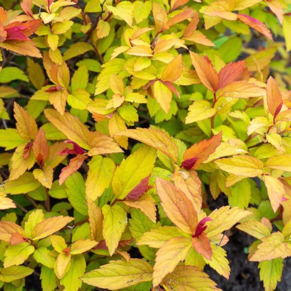 Spiraea-japonica-Magic-Carpet-keltajapaninangervo