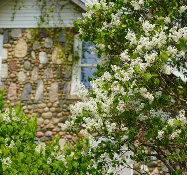 Syringa-reticulata-Ivory-Silk-Japaninlikusterisyreeni
