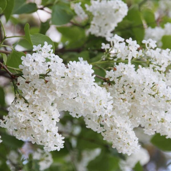 Syringa-v-Alba-pihasyreeni-2