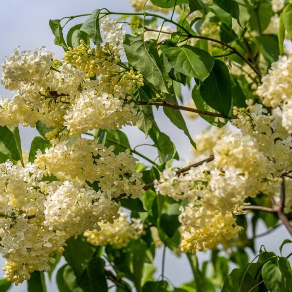 Syringa-v-Primrose-jalosyreeni-2