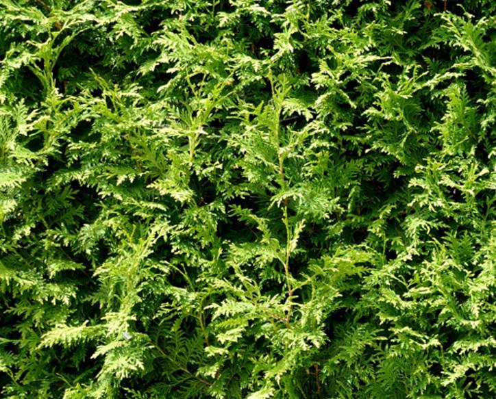 Thuja-occ-Brabant-kartiotuija-3