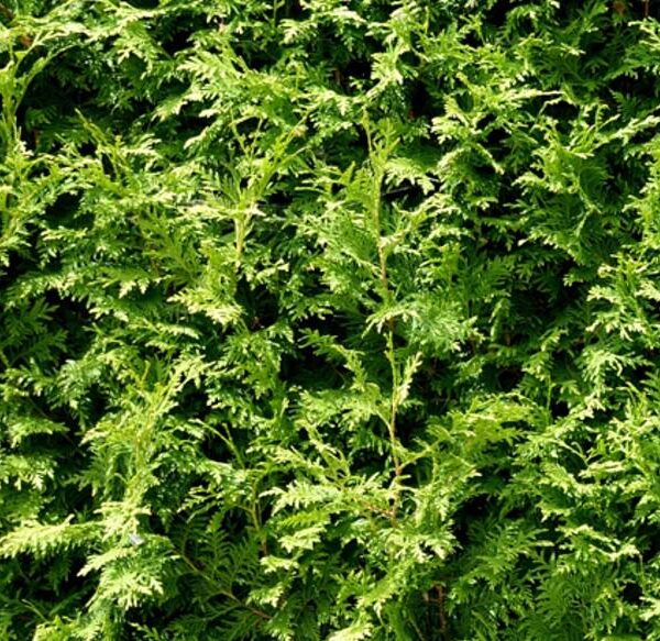Thuja-occ-Brabant-kartiotuija-4