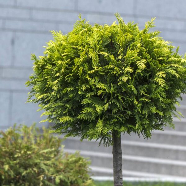 Thuja-occ-Brabant-runko-kartiotuija-4