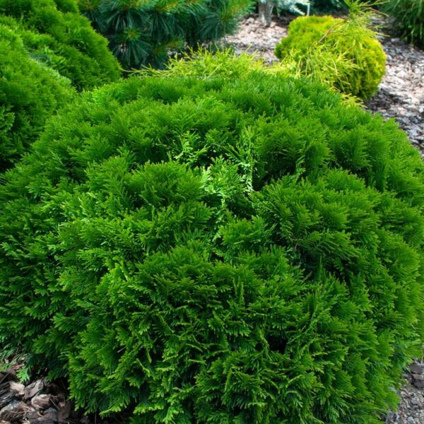 Thuja-occ-Danica-kaapiopallotuija-pikkukuva