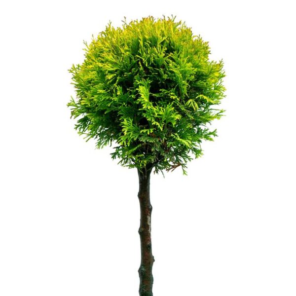 Thuja-occ-Smaragd-runko-timanttituija-2