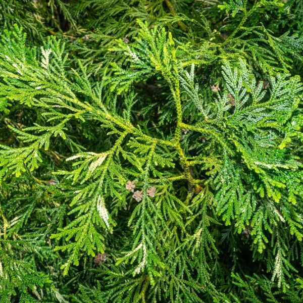 Thujopsis-dolabrata-Hiba-tuija