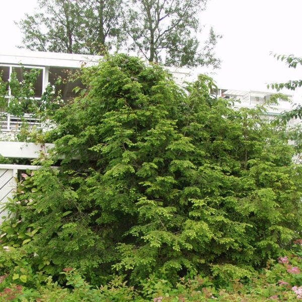 Tsuga-canadensis-kanadanhemlokki-5
