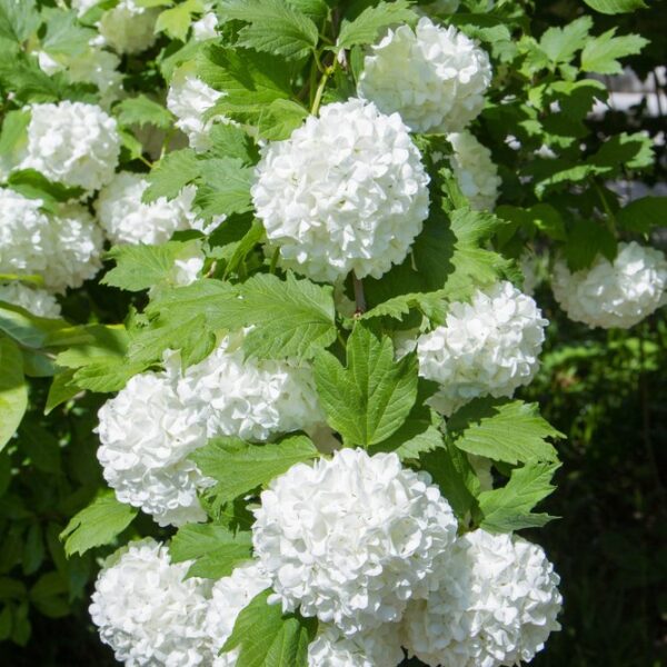 Viburnum-opulus-Pohjan-Neito-lumipalloheisi-rung-