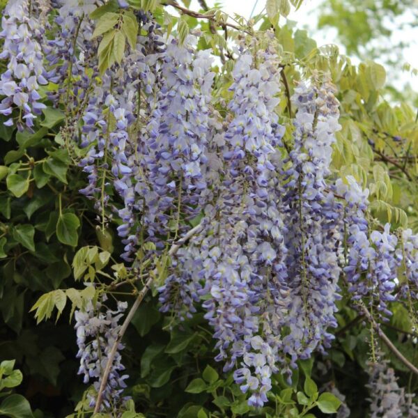 Wisteria-sinensis-3