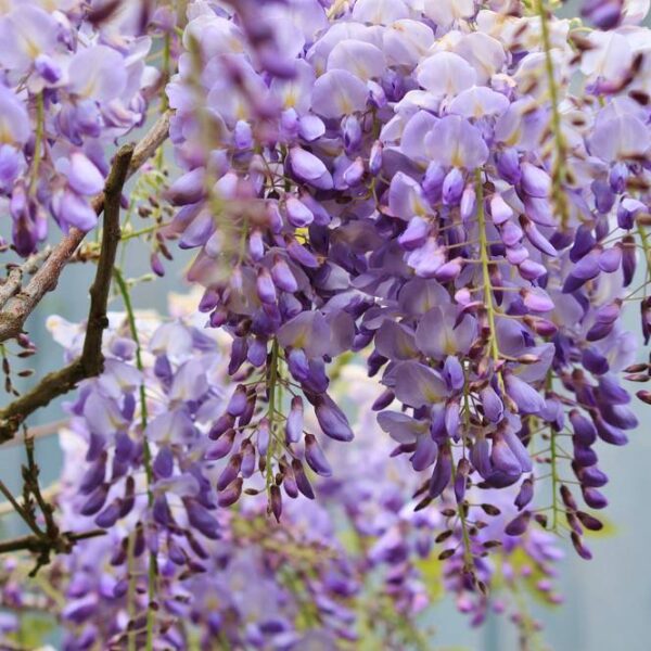 Wisteria-sinensis-Prolific