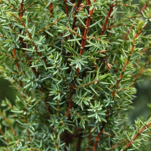 juniperus-communis-sentinel-3