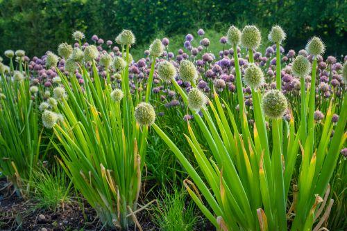 ALLIUM-fistulosum-Pillisipuli-pikkukuva