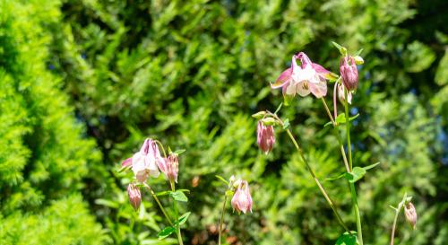 Aquilegia-Ca-Spring-Magic-Rose-White-Jaloakileija