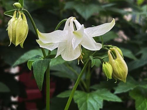 Aquilegia-Ca-Spring-Magic-White-Jaloakileija