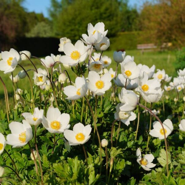 Arovuokko-anemone-sylvestris-2