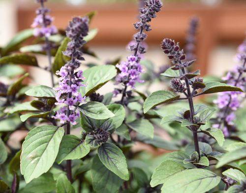 Basil-Magic-Mountain-Purple-basilika-pikkukuva