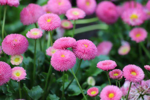 Bellis-Perennis-Rominette-Pink-Kaunokainen-pikkukuva