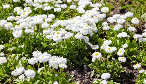 Bellis-Perennis-Rominette-White-Kaunokainen