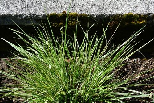 Calamagrostis-Acut-Overdam-Koristekastikka