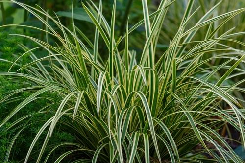 Carex-Morrowii-Ice-Dance-Japaninsara