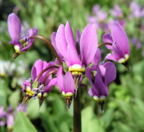 Dodecatheon-Media-Vuorijumaltenkukka