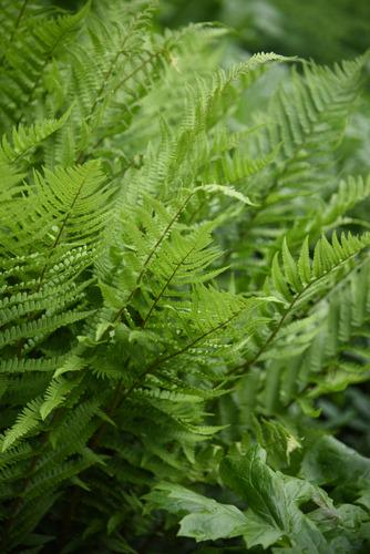 Dryopteris-Filix-Mas-Kivikkoalvejuuri