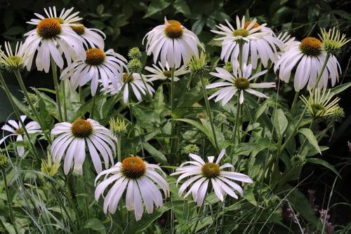 Echinacea-Purpurea-White-Swan-Punahattu