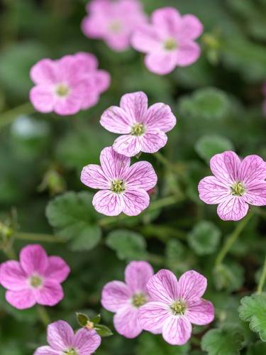 Erodium-Variabile-BishopS-Form-Kivikkokurjennokka