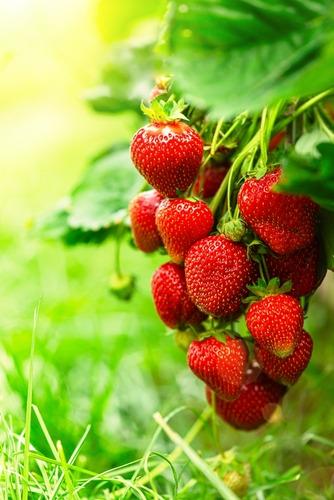 Fragaria-x-ananassa-Honeoye-mansikka