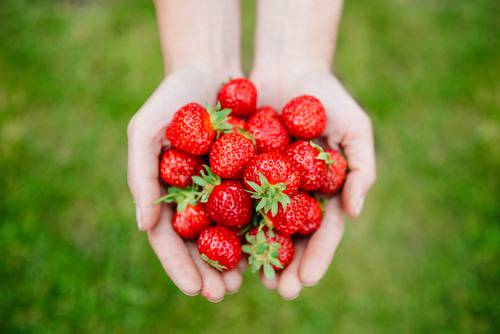 Fragaria-x-ananassa-Lumotar-Mansikka-2