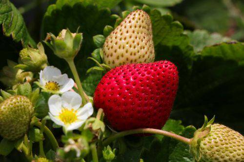 Fragaria-x-ananassa-Perhemansikka-pikkukuva