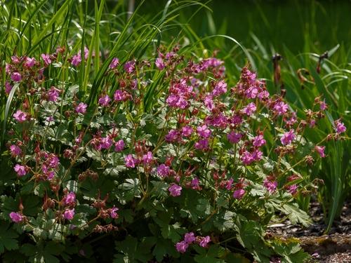 Geranium-Cantabrigiense-Karmina-Peittokurjenpolvi