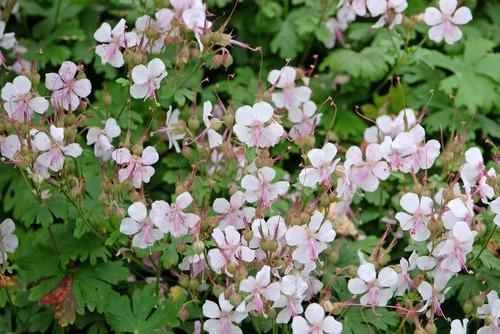 Geranium-Cantabrigiense-St-Ola-Peittokurjenpolvi