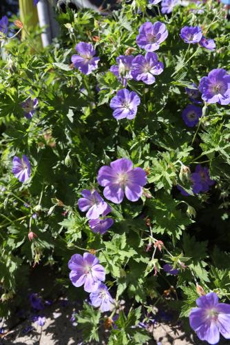 Geranium-Hybr-JohnsonS-Blue-loistokurjenpolvi