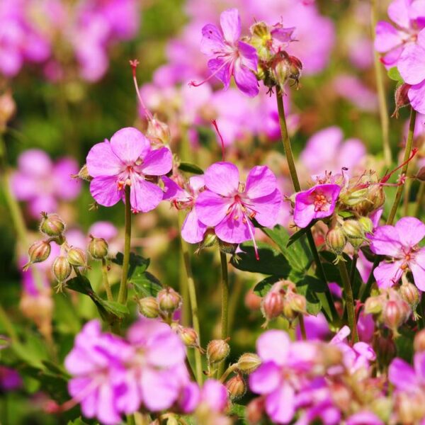 Geranium-cantabrigiense-peittokurjenpolvi