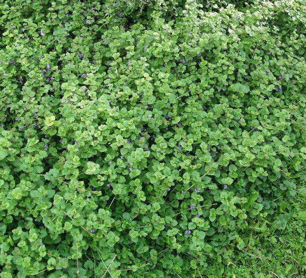 Glechoma-Hederacea-Maahumala