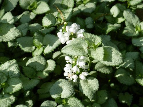 Lamium-Maculatum-White-Nancy-hopeataplapeippi